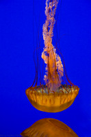 Jellyfish at the Monterey Bay Aquarium 8